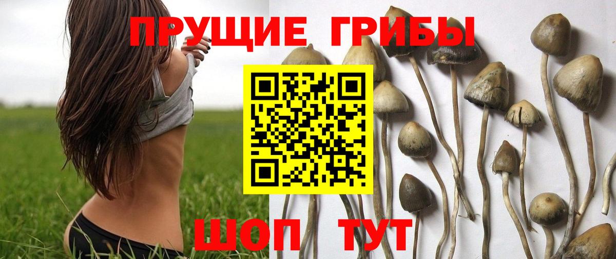 Галлюциногенные грибы прущие грибы Великий Устюг